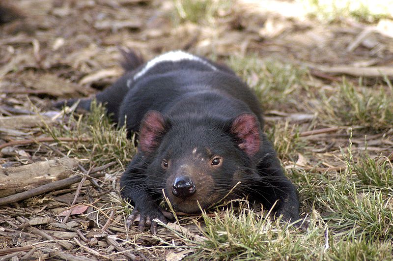 The Tasmanian Devil has a Bite That Can Do Serious Damage