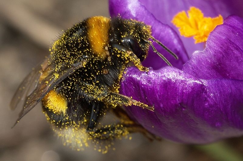 Bumblebee pollinating flower