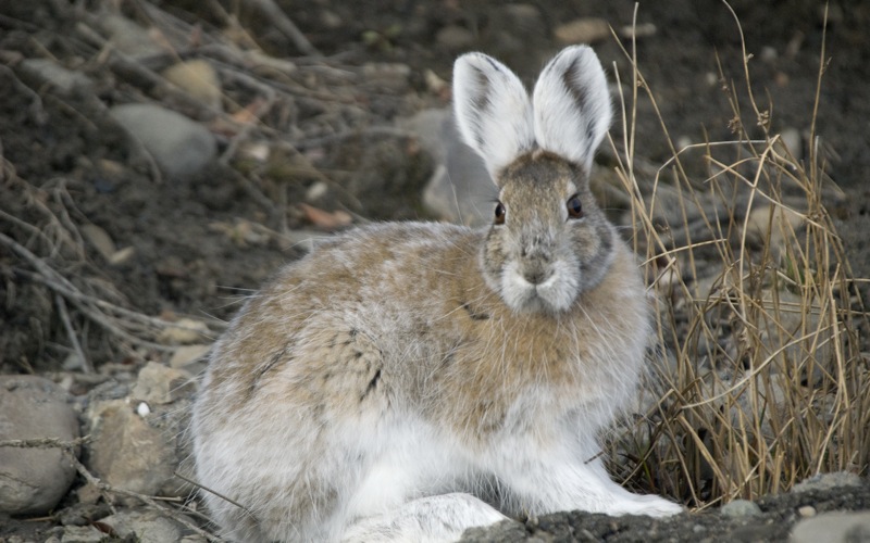 Changing Hare Color