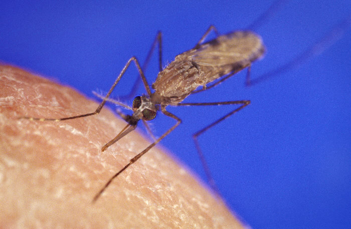 The mosquito Anopheles gambiae smells better at night. (James D. Gathany/CDC)