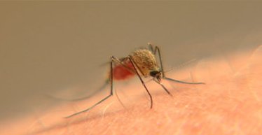 Mosquito Susanne Bard
