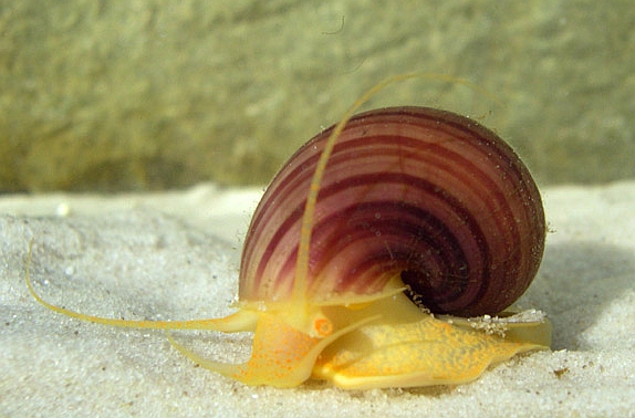 Invasive snails create habitat for invasive mosquitoes. (Stijn Ghesquiere/Wikipedia)