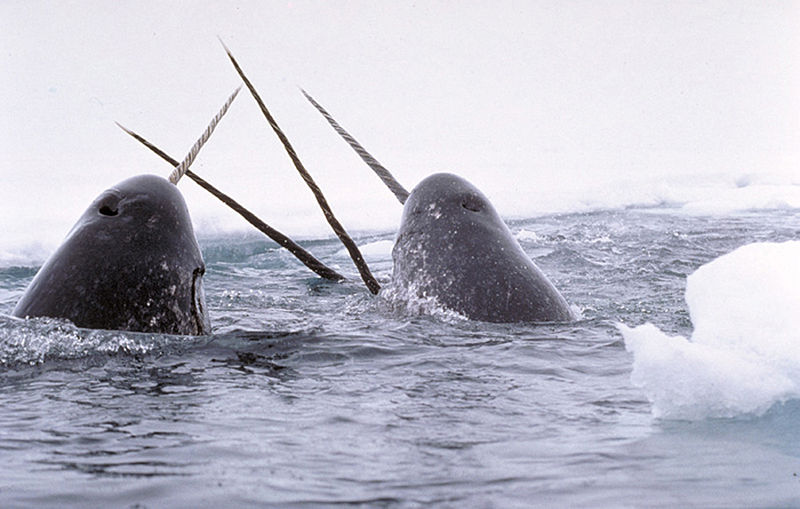 Narwhals in the Arctic. (Glenn Williams/NIST)