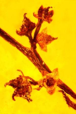 Micropetasos burmensis (Oregon State University)