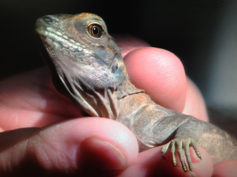 A baby Jamaican iguana at the San Diego Zoo Conservation Research Institute rock iguana breeding facility. (Susanne Bard)