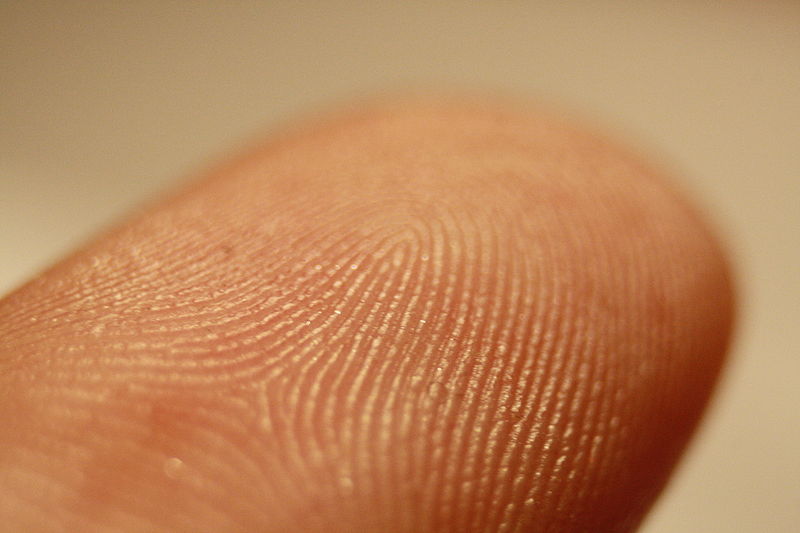 800px-Fingerprint_detail_on_male_finger Frettie CC Wikipedia