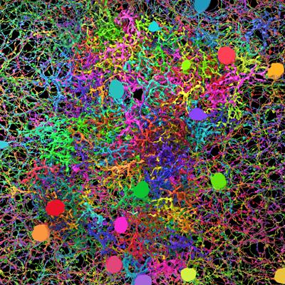 bright neuron branches