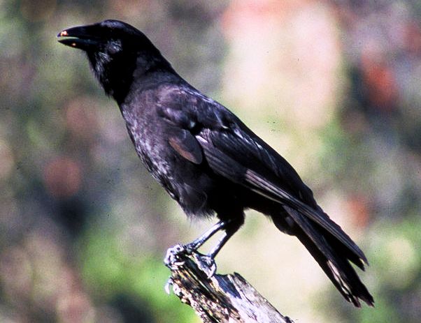 Hawaiian Crow. (U.S. Fish and Wildlife Service)