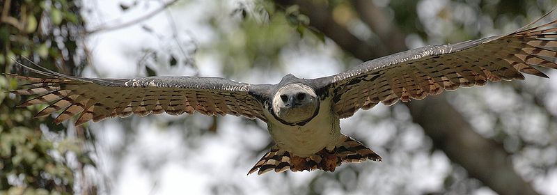 Harpy Eagle in Flight. (mdf/Wikipedia)
