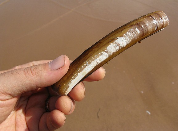 Atlantic razor clam. (Chris Corrigan/Flickr/(CC BY-NC-SA 2.0)