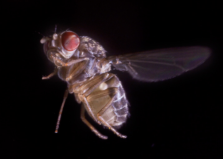 A fruit fly, Drosophila hydei, flaps its wings 200 times a second during normal flight and even faster when taking evasive action. Credit: F. Muijres and F. van Breugel, University of Washington