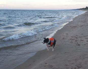 A border collie patrols a Lake Michigan beach. (Elizabeth Alm)