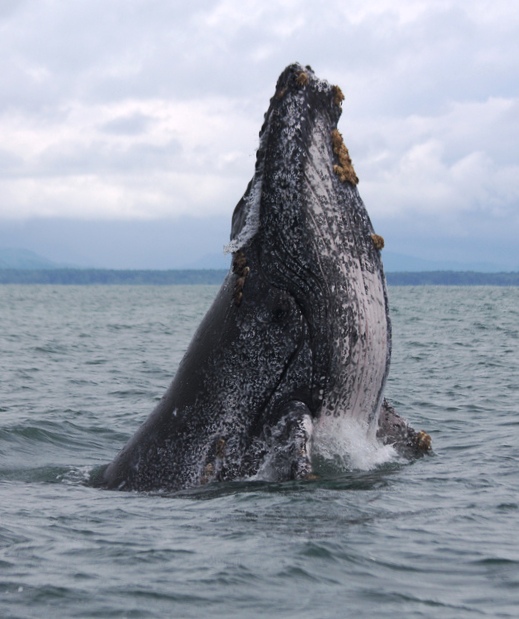 Humpback whales communication by sending vocal signals through the water. (Geoporter/Ficker)