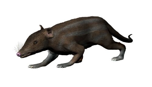 Juramaia, an ancient mammal that lived 160 million years ago. (Nobu Tamura/Wikipedia)