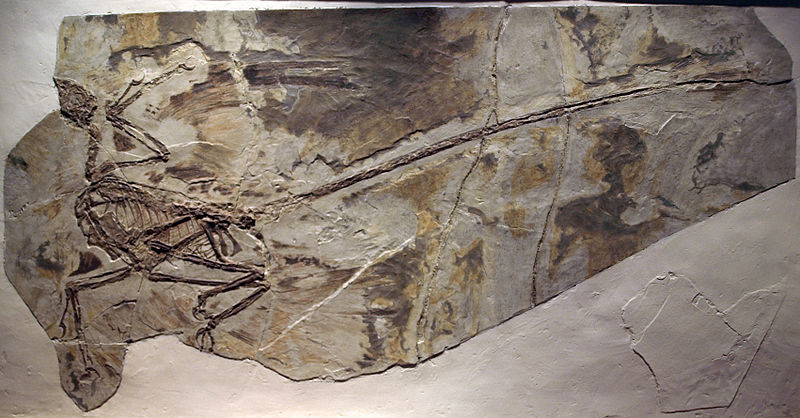 800px-MicroraptorGui-PaleozoologicalMuseumOfChina-May23-08 Captmondo Wikipwdia