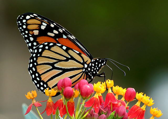 Texas Eagle Monarch on milkweed Flickr cc
