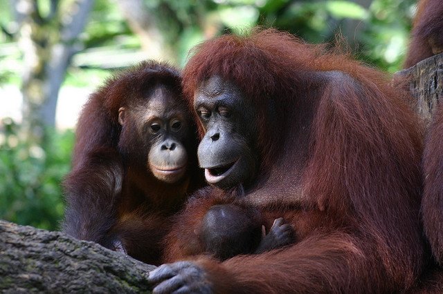 Orang family singapore zoo chem 7 flickr