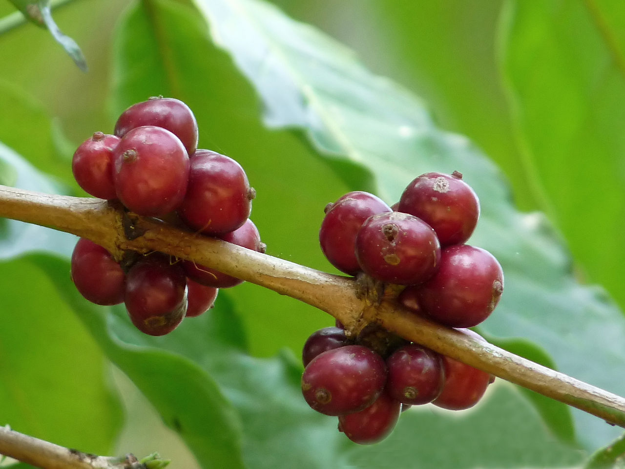 Coffea_canephora_2_at_Aanakkulam Jeevan Jose, Kerala, India Flickr