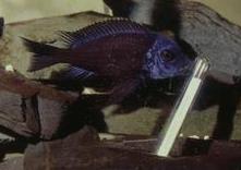 A cichlid fish strikes a bottom-weighted thermometer that would immediately right itself. It was often struck repeatedly in bouts Ann Hawthorne