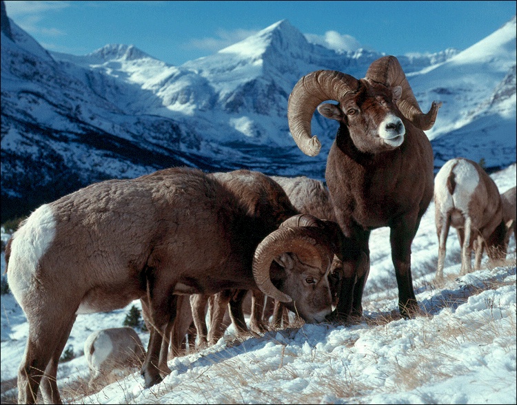 USGS_ovis_canadensis_GNP_bighorn_rams Kim Keating, USGS photo