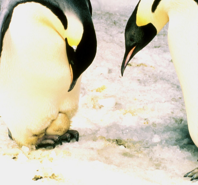 Frank S Todd Emperor penguin with chick flickr