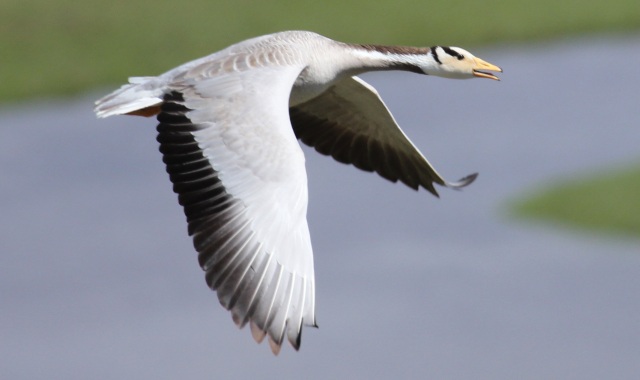 Bar-headed goose in flight copyright Nyambayar Batbayar