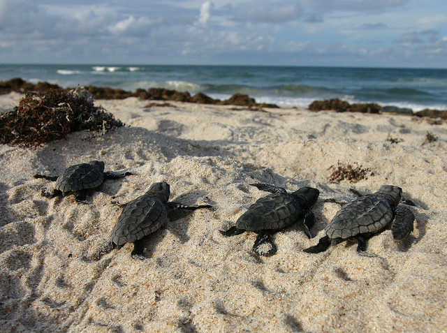 Loggerhead sea turtle hatchlings crawl to sea - Blair Witherington - FWC Fish and Wildlife Research Institute - Flickr