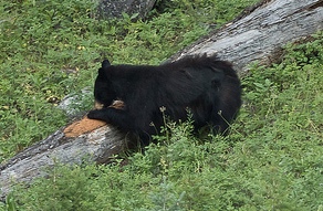 Reid Gilman Black Bear foraging cropped CC-by-NC-2.0