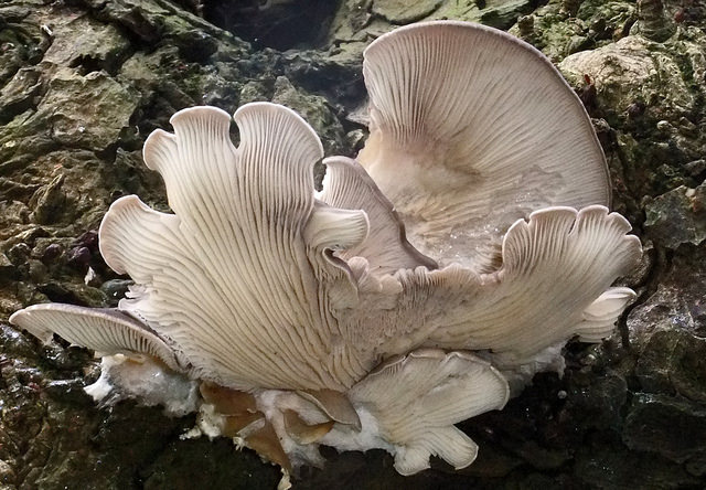 Martin Cooper flickr oyster mushroom