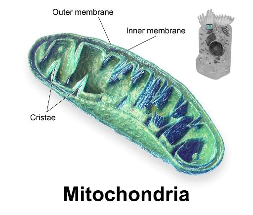 Blausen_0644_Mitochondria 