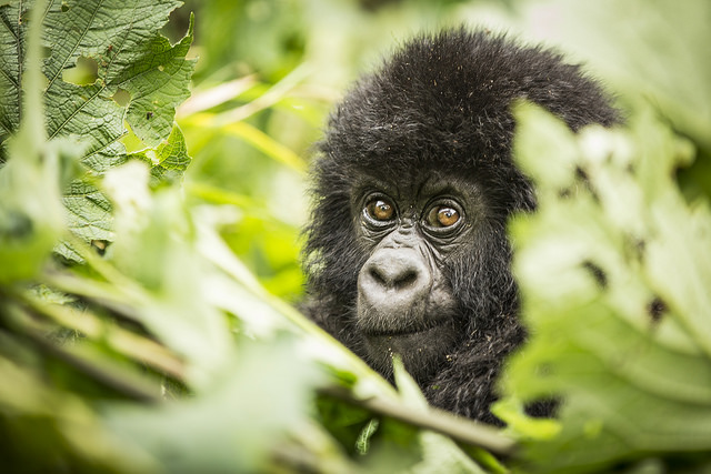 Mountain gorilla Virunga National Park Rwanda Joseph King flickr CC BY-NC-ND 2.0