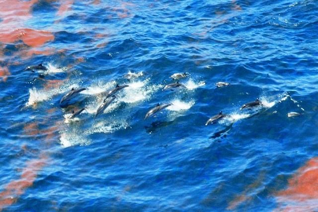 Striped Dolphins April 29 Deepwater Horizon oil NOAA Natonal Ocean Service flickr CC BY 2.0