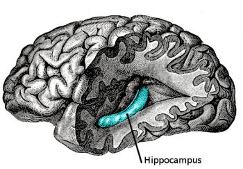 emphasizing-hippocampus Henry Gray 1918 Anatomy of the Human Body Public Domain