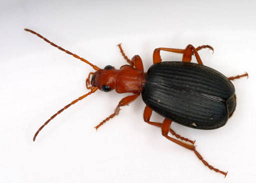 Brachinus_sp Patrick Coin CC BY-SA 2.5 Wikipedia