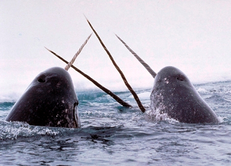 Narwhals_breach Narwhals breach by Glenn Williams - National Institute of Standards and Technology. Licensed under Public Domain via Wikimedia Commons