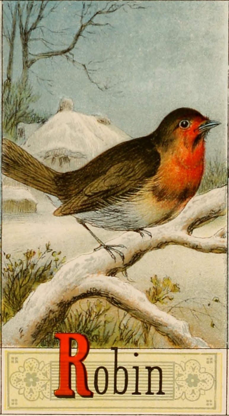 Robin R Picture alphabet of Birds 1874 via flickr