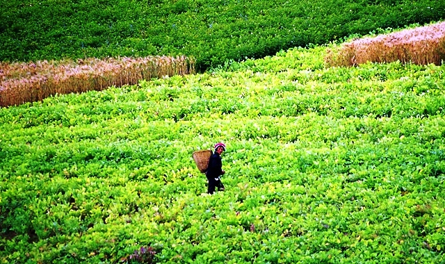 Yosomono flickr Yunnan Tea Plantation CC BY 2.0