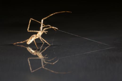 Tetragnathid spider is using silk as anchor Alex Hyde