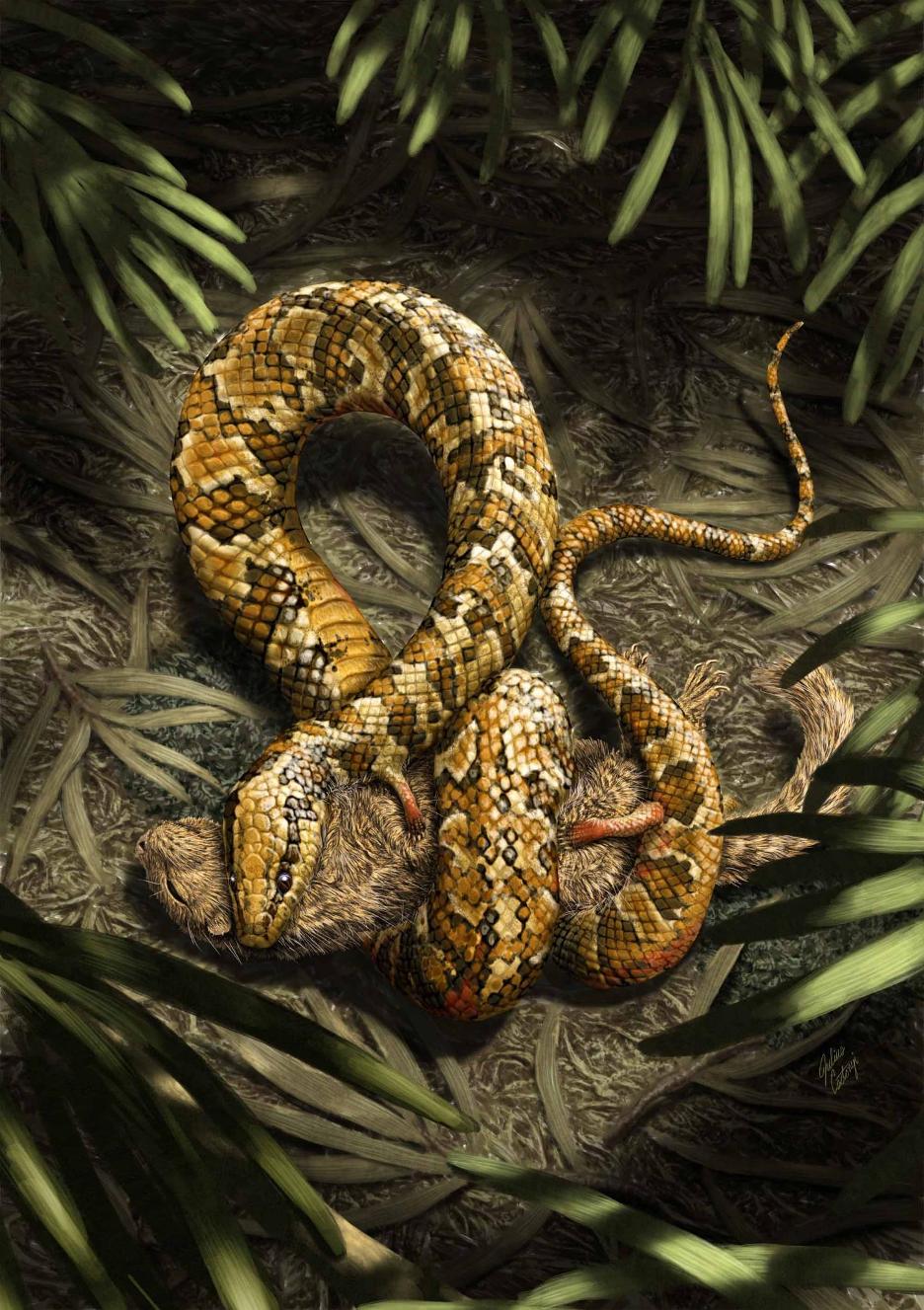 The four-legged snake Tetrapodophis amplectus subdues a gondwanatherian mammal.  Julius T. Cstonyi