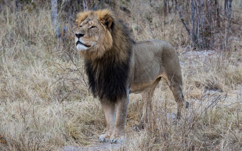 Vince O'Sullivan  Cecil the Lion CC BY-NC 2.0, via flickr
