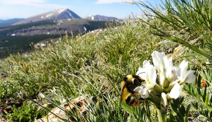 99667_web Queen bumble bee, Bombus balteatus, is foraging on Oxytropis sericea flowers on the alpine tundra of Pennsylvania Mountain