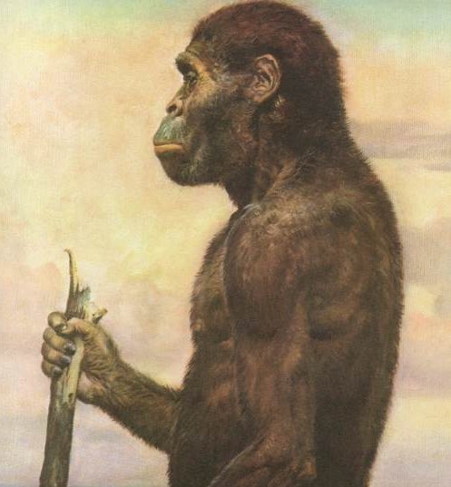 Australopithecus_Africanus J.M. Salas CC BY-SA 3.0