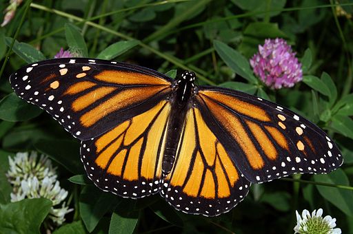 512px-Monarch_In_May Kenneth Dwain Harrelson GFDL CC BY-SA 3.0 via Wikimedia Commons