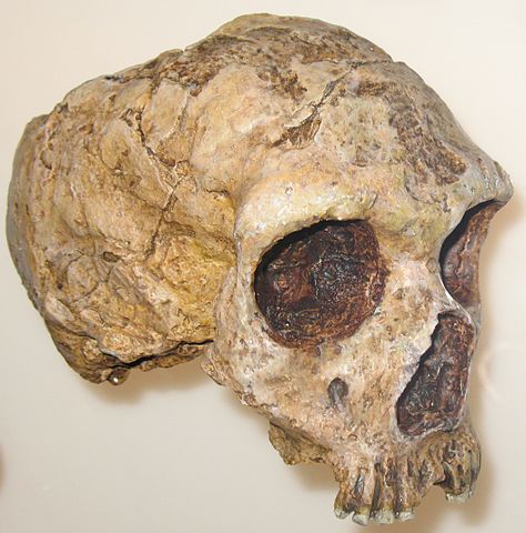 474px-Homo_neanderthalensis_anagoria CC BY 3.0 AMNH via Wikipedia