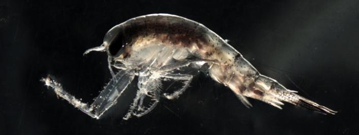 Themisto libellula amphipod crustacean that hunts tiny zooplankton in the Arctic Daniel Vogedes The Arctic University of Norway, UiT