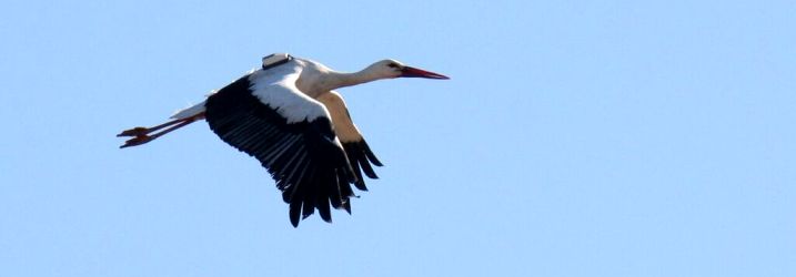Aldina Franco White Stork Research Group2a