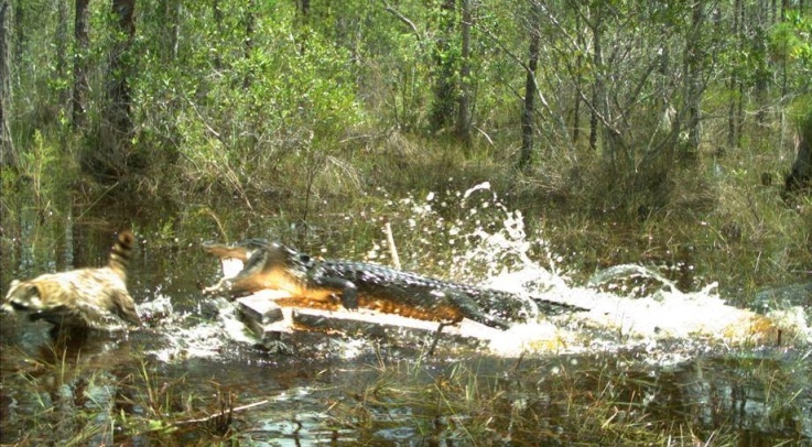 Florida Fish and Wildlife Conservation Commission cropped