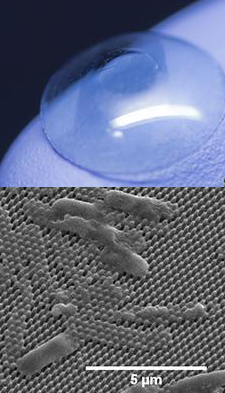 The center of an artificial cornea (on glove) is coated with tiny pillars that impale and kill bacterial cells (inset). JONATHAN PEGAN (CORNEA) AND MARY NORA DICKSON (INSET)1