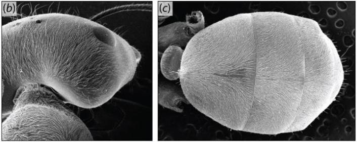Reflective hairs on the heads and abdomens of Sahara Silver ants. P. Landmann, Willot et al
