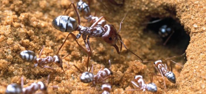 Silver ant workers and a large-headed soldiers outside nest P. Landmann, Willot et al
